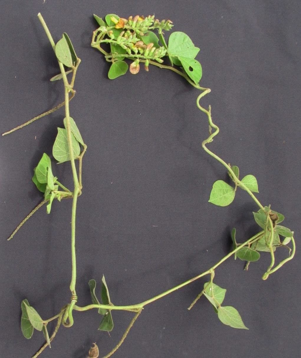Rhynchosia 5