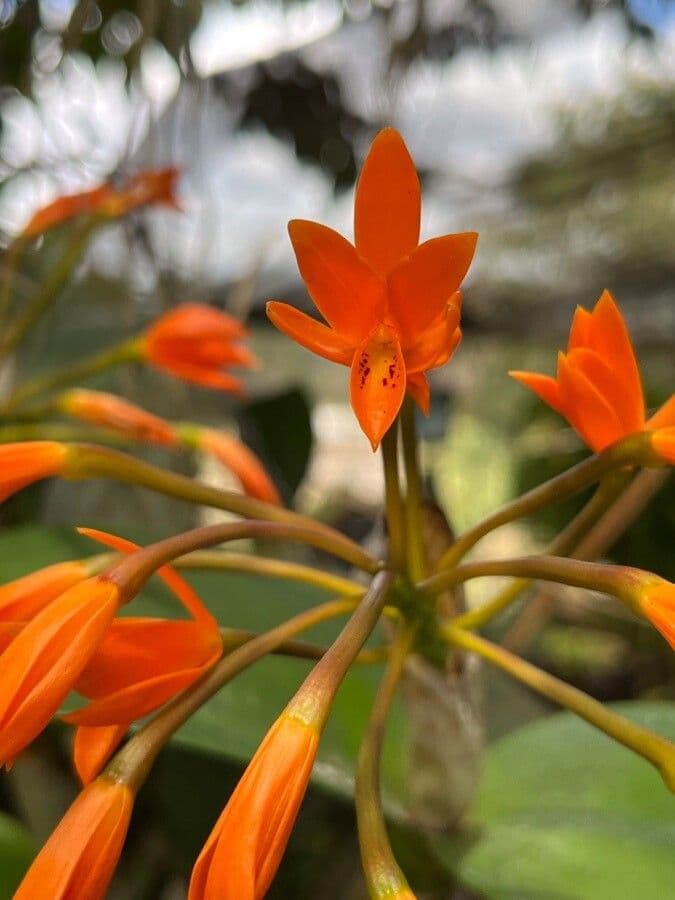 Orange Cattleya 5