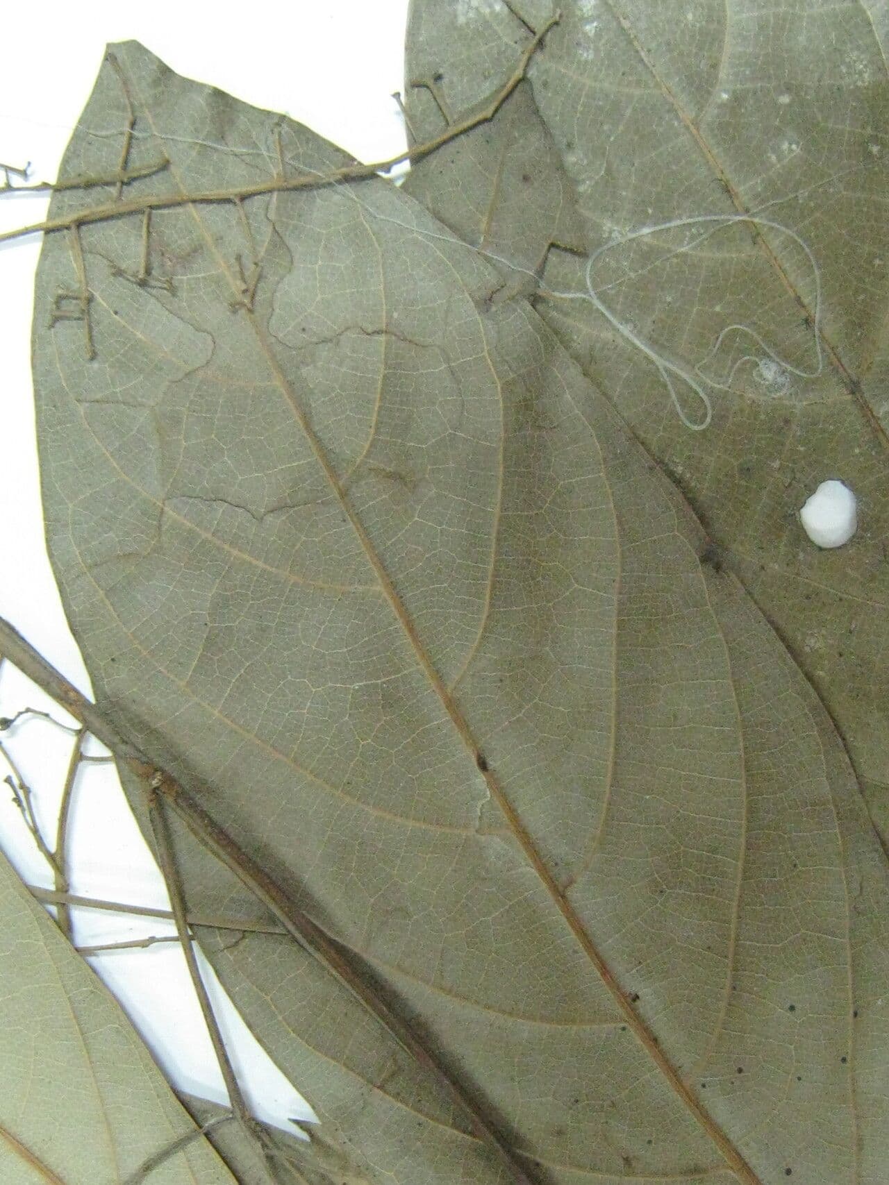 Ocotea 17