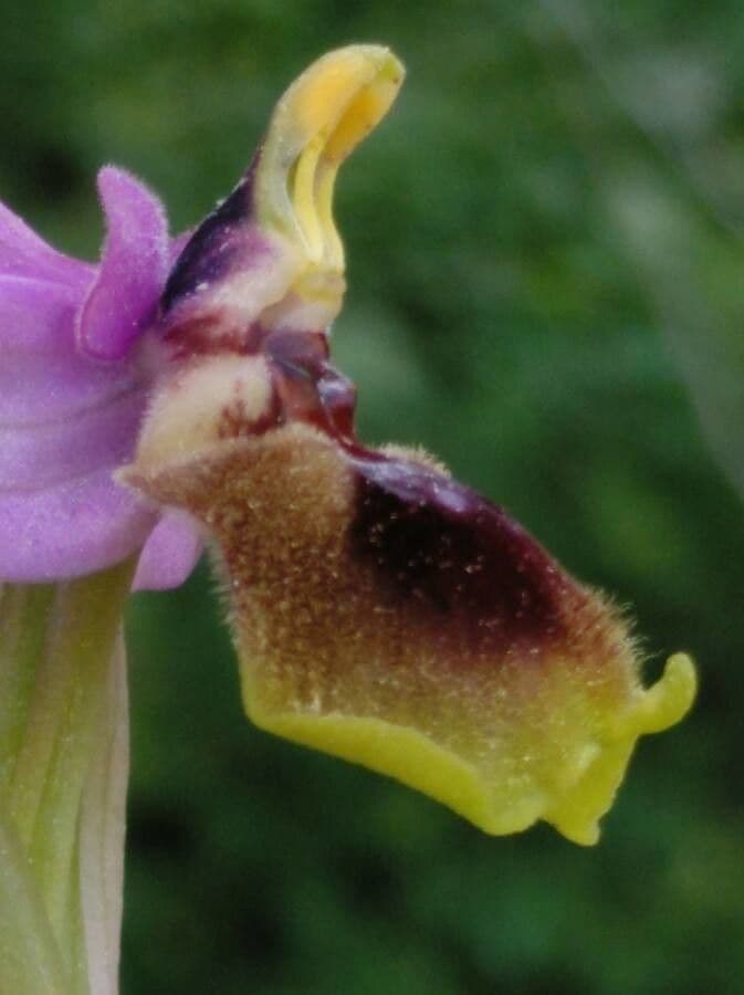 Ophrys tenthredinifera 3