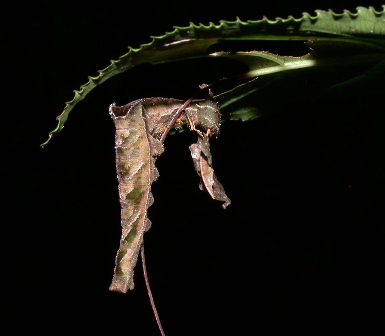 Laetia alta 21