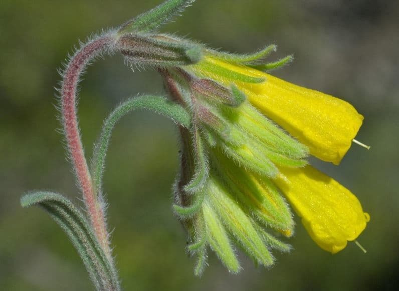 Onosma