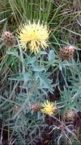 Centaurea collina 8