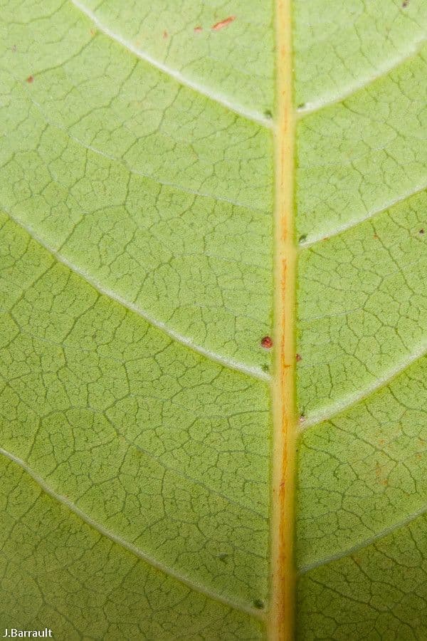 Cupaniopsis 8