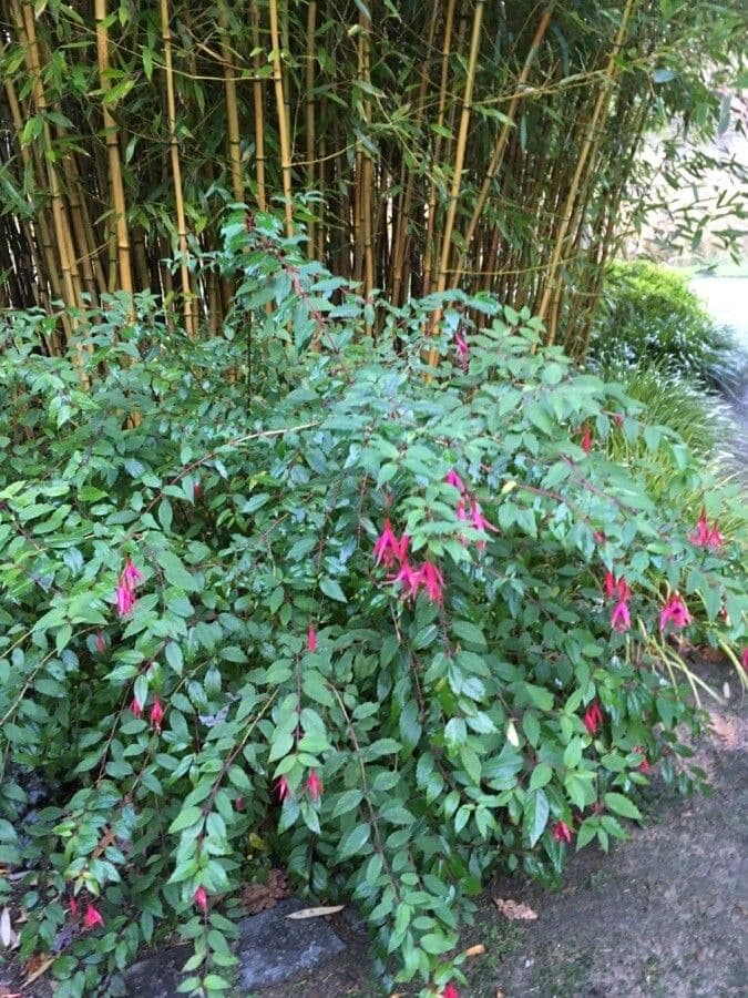Fuchsien 15