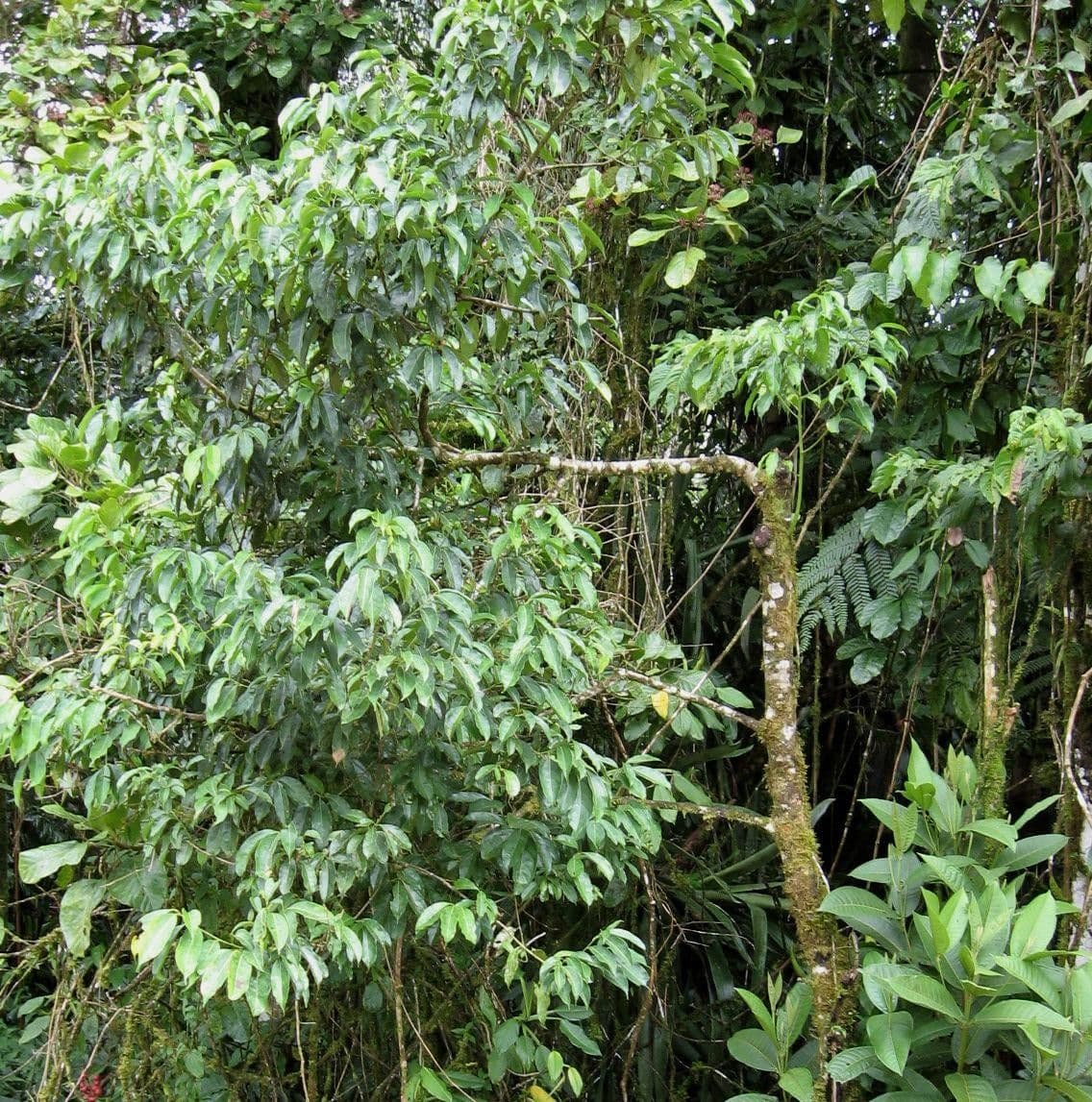 Ocotea cernua 11
