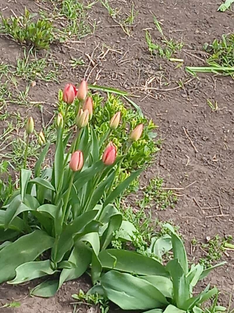 Tulipano di Gesner 4
