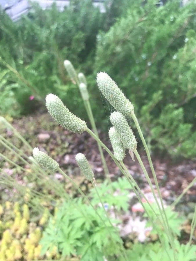 Anemone cilindrica