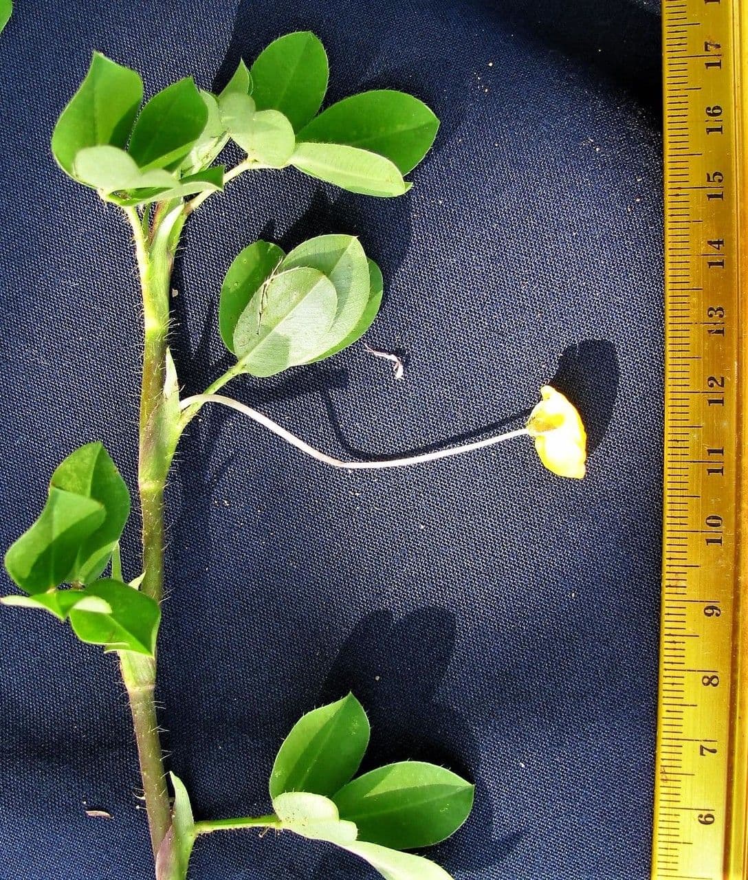 Arachis pintoi 21