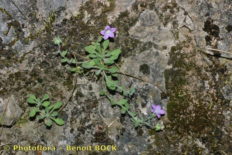 Campanula mollis 7