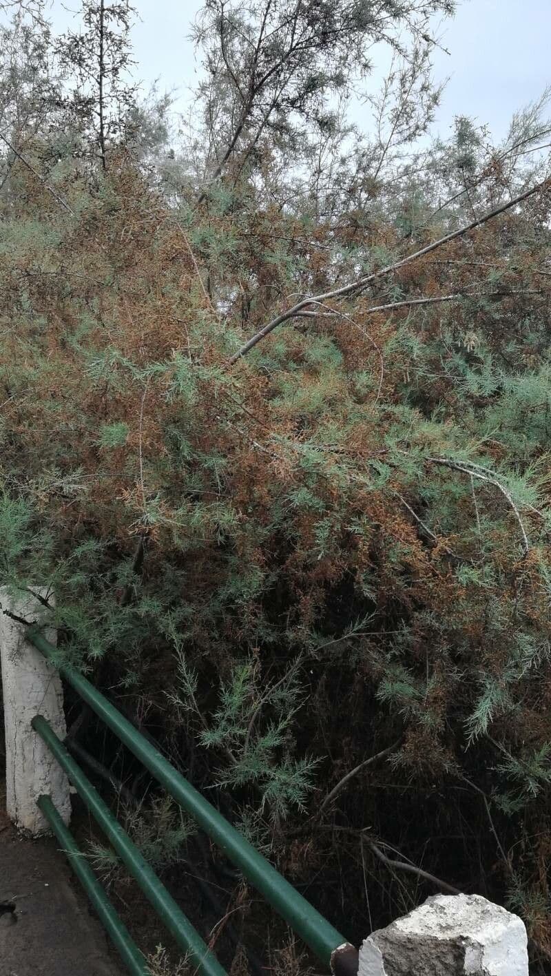 Kanaren-Tamarisk 11