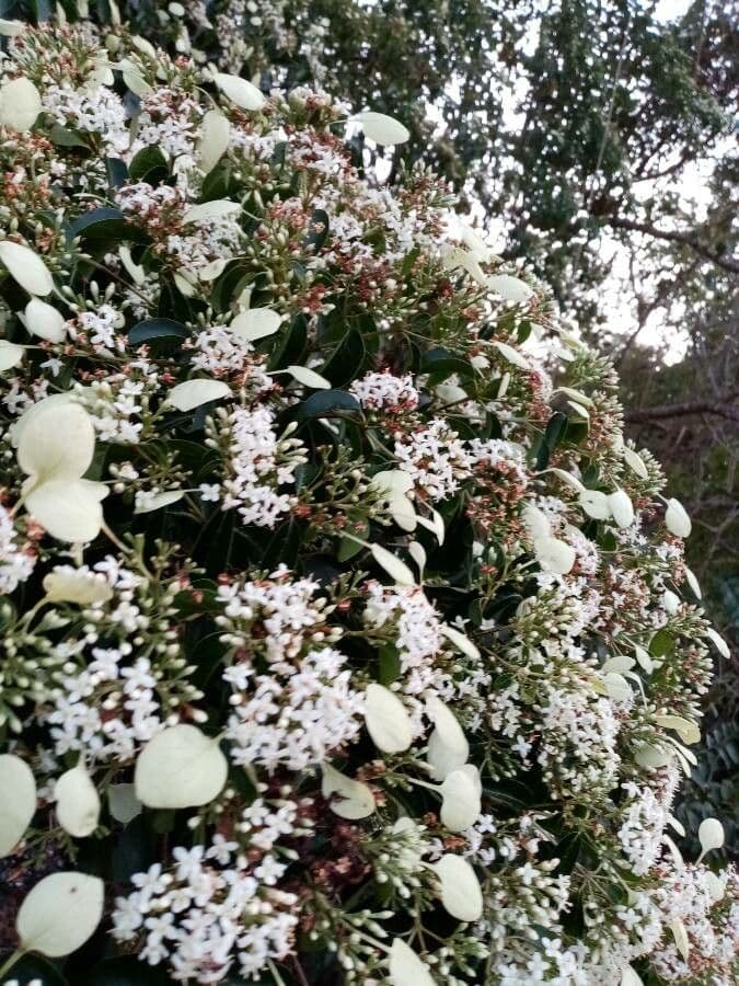 Calycophyllum 5