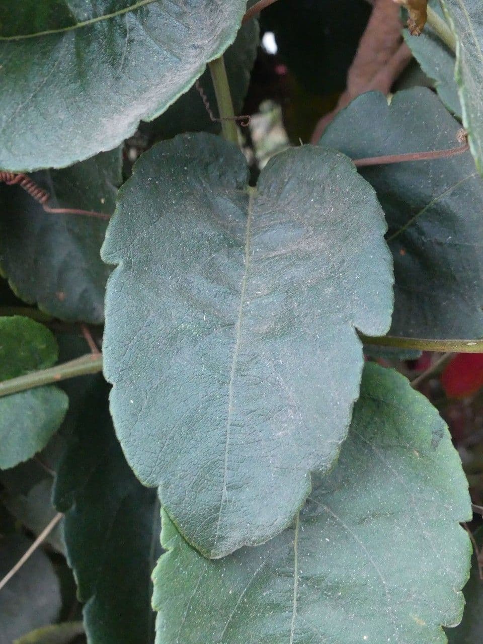 Passiflora 11
