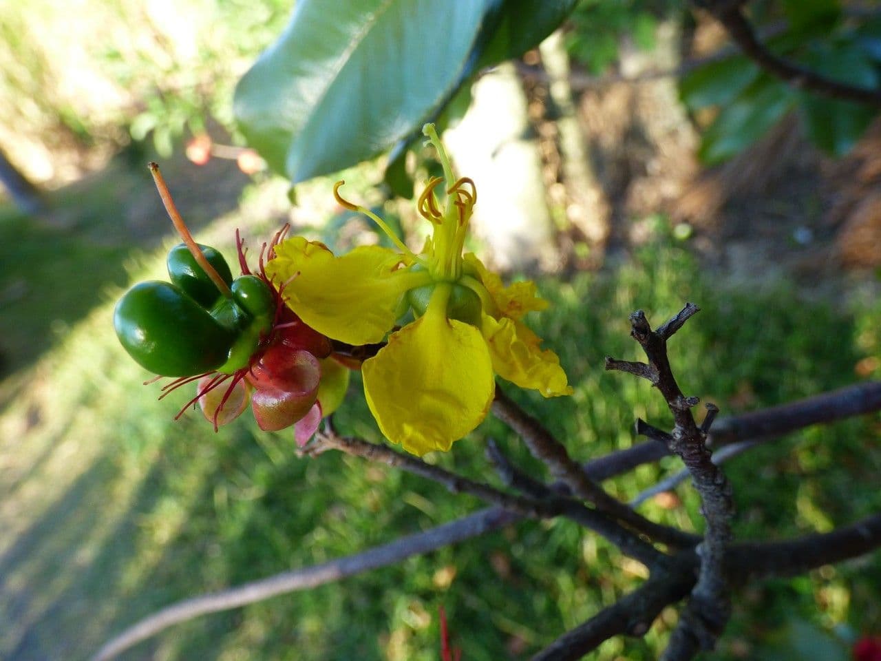 Ochna 5
