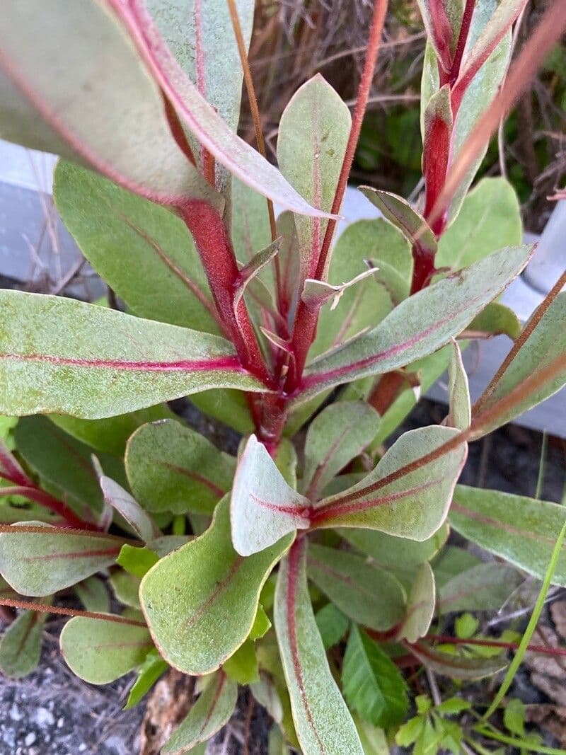 Samolo ebracteatus 2