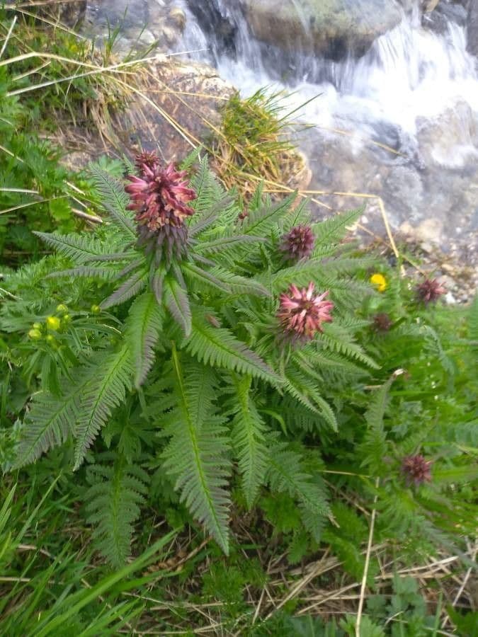 Pedicularis senza becco 20