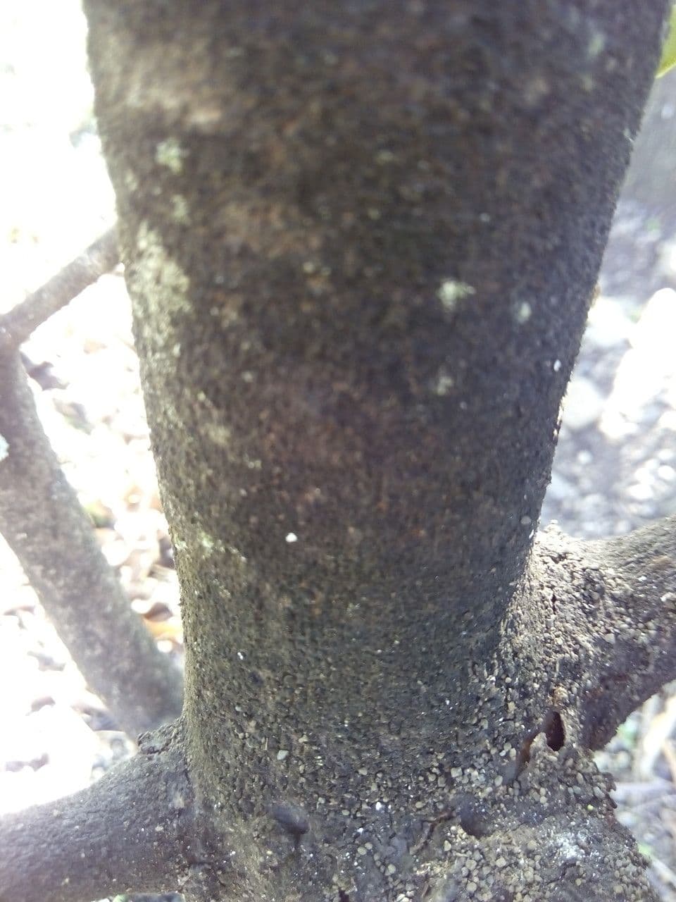 Sideroxylon 10