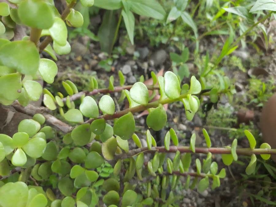 Portulacaria afra 27