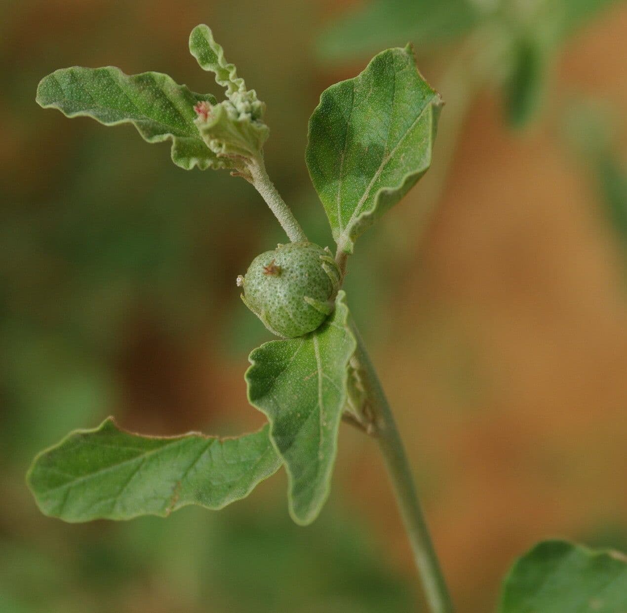 Chrozophora 2