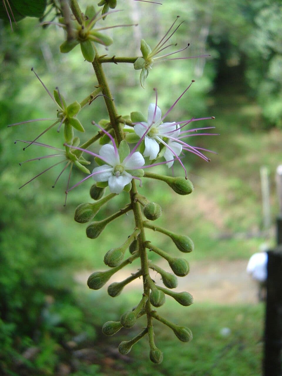Hirtella hebeclada 2
