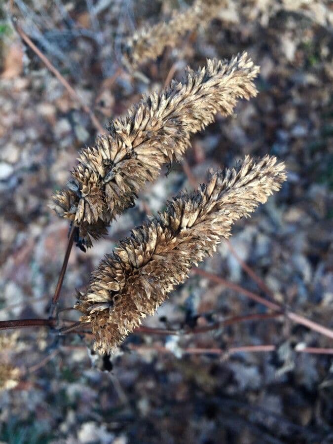Falaride 4
