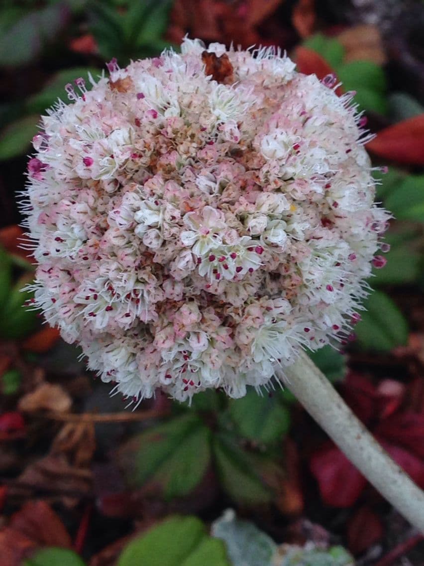 Eriogonum 4