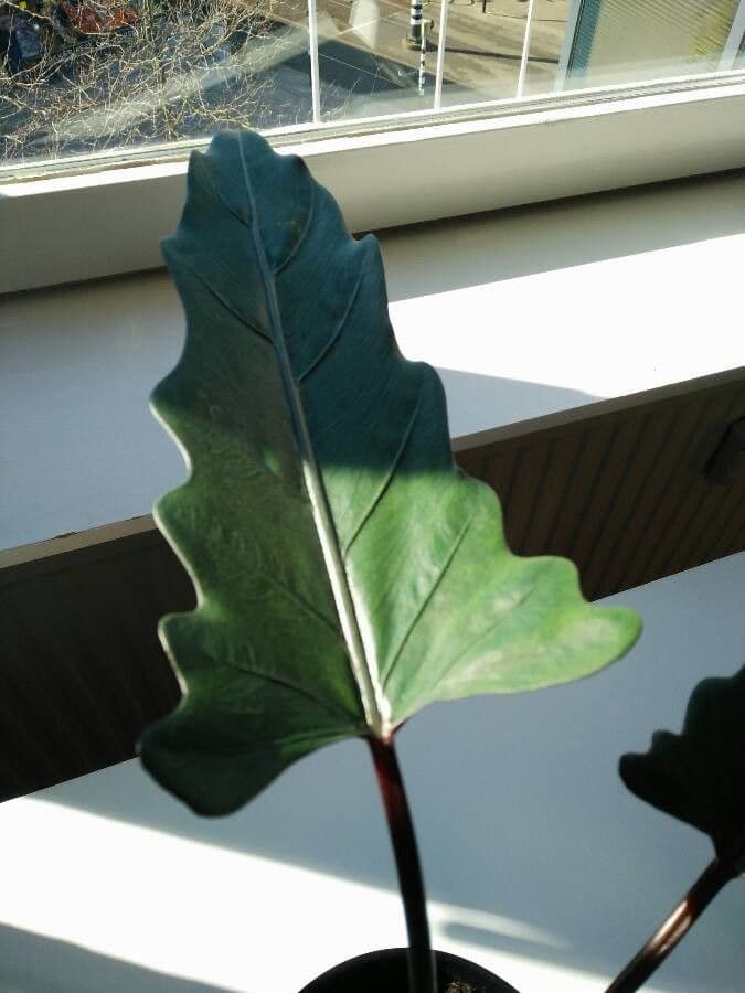 Monstera Lauterbacha 5