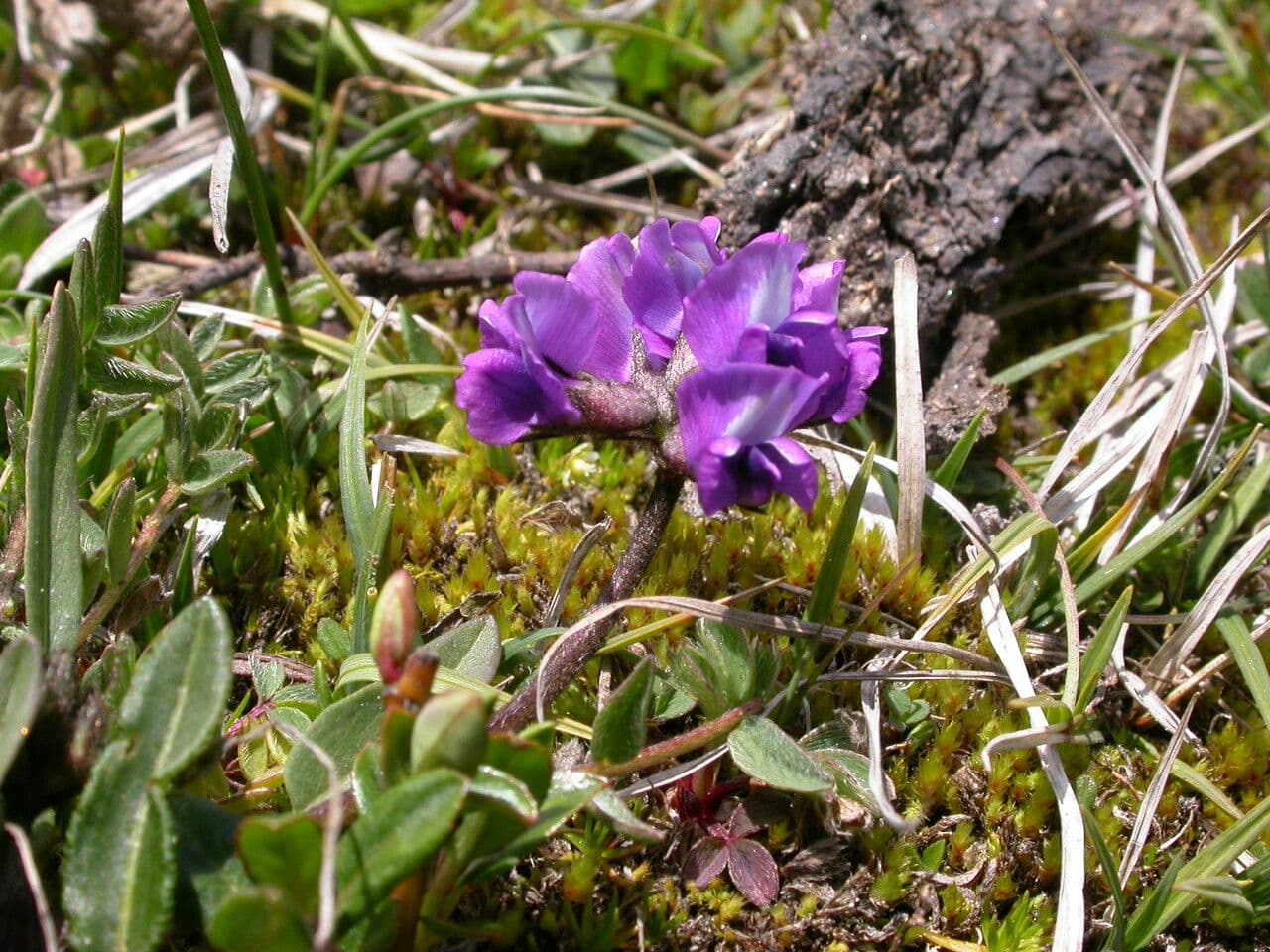 Astragalo 2