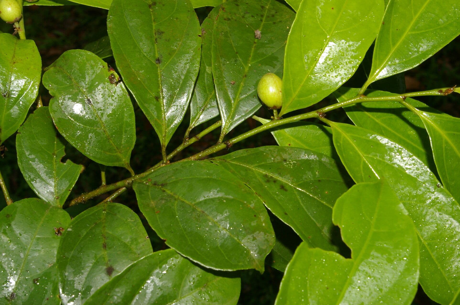 Casearia 6