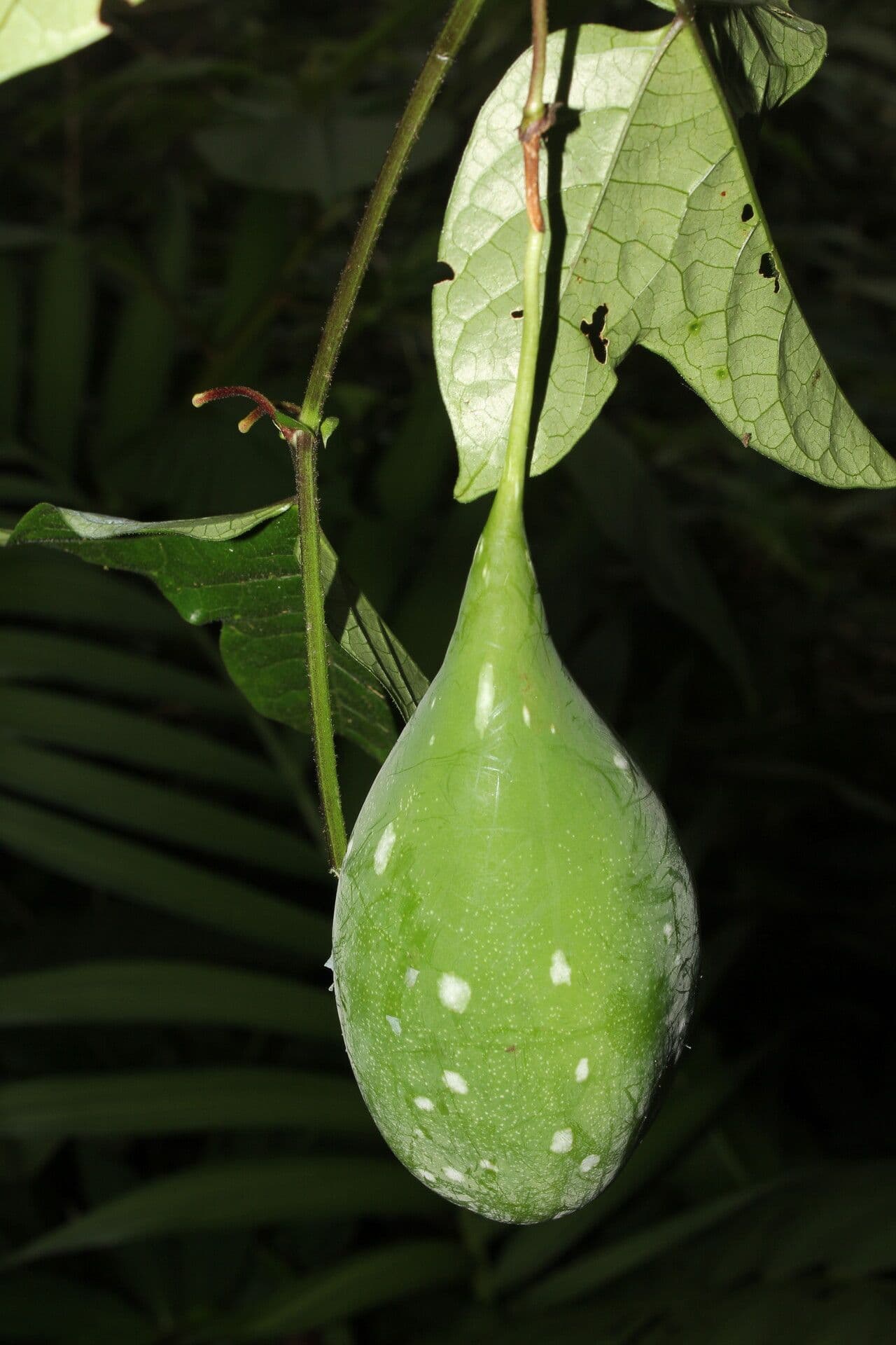 Passiflora