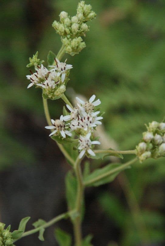 Sericocarpus
