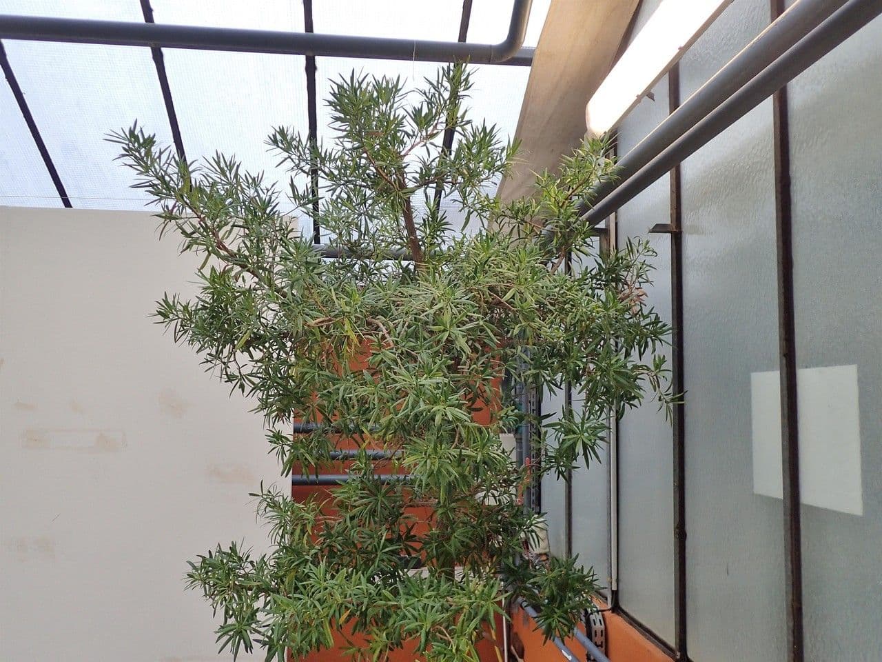 Hohe Podocarpus 8