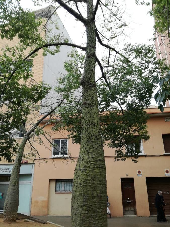Ceiba speciosa 22