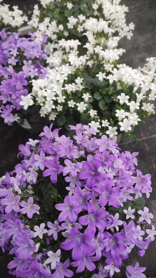 Campanilla adriática 10