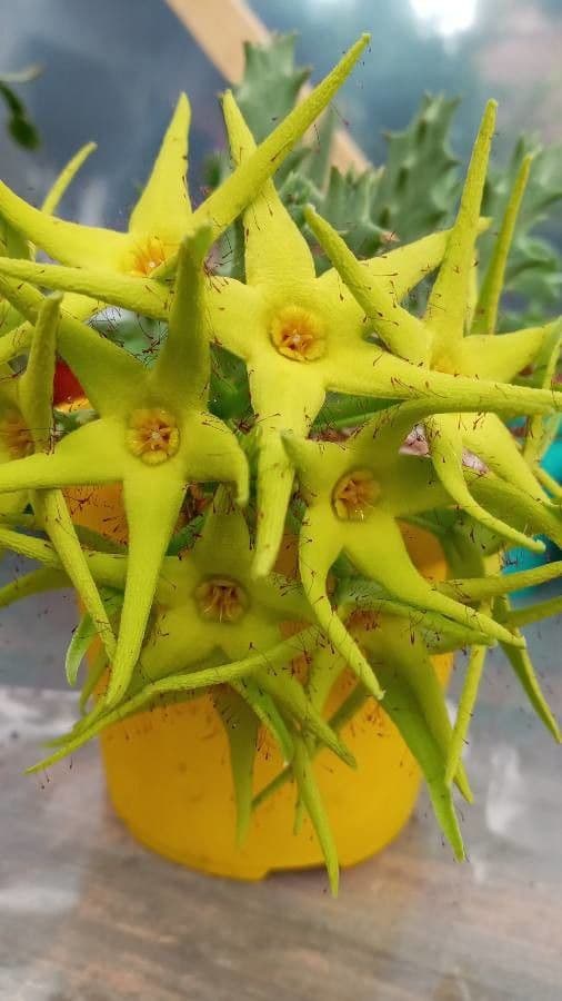 Orbea