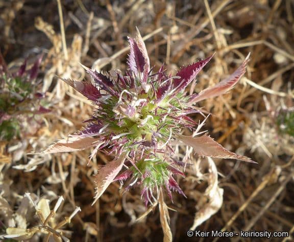 Navarretia 2