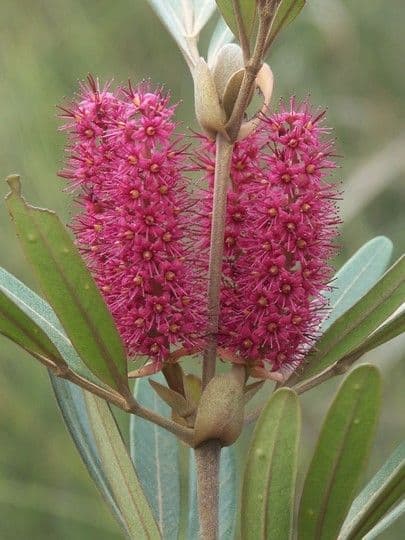 Cunonia 4