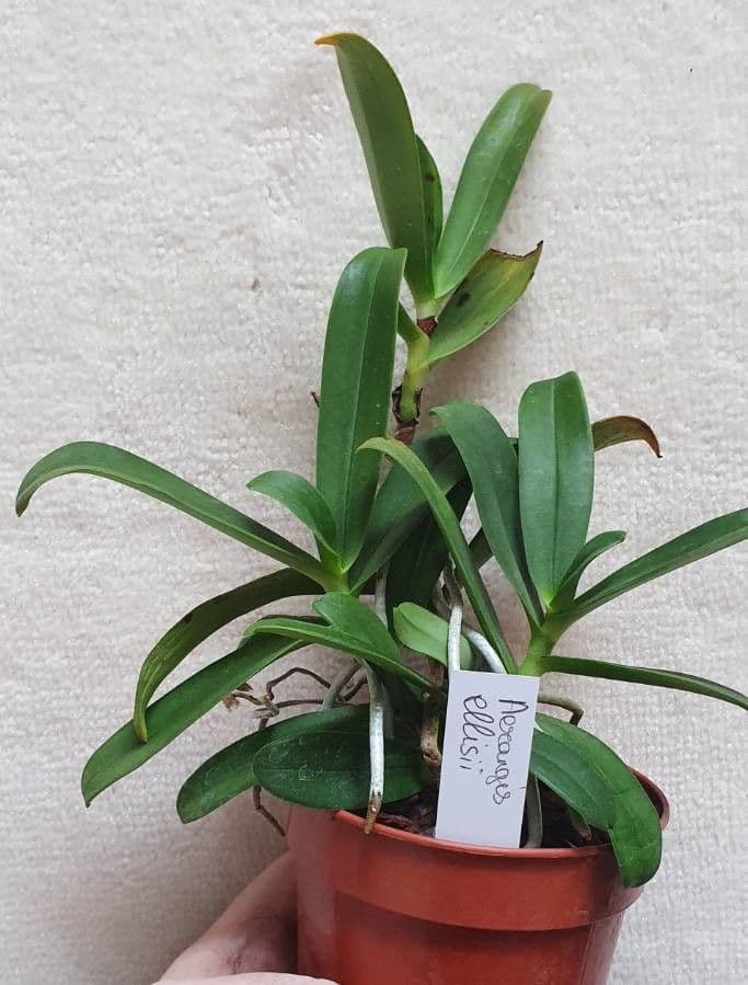 Aerangis 2