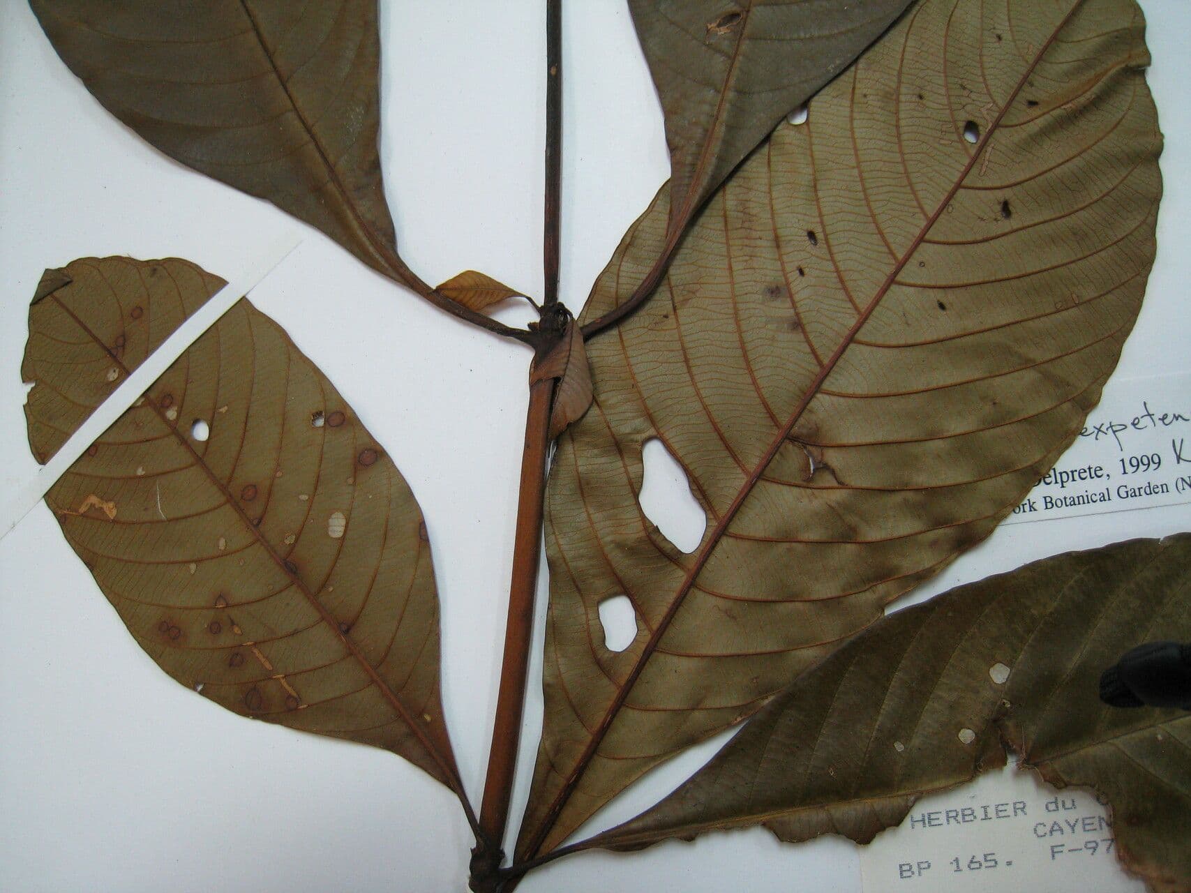 Palicourea 2