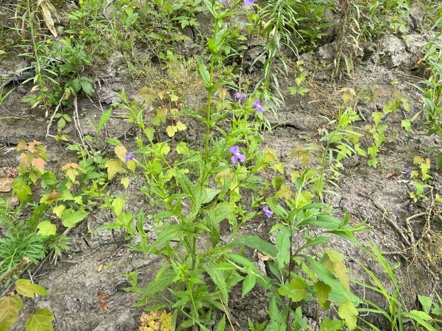 Mimulus ringens 10