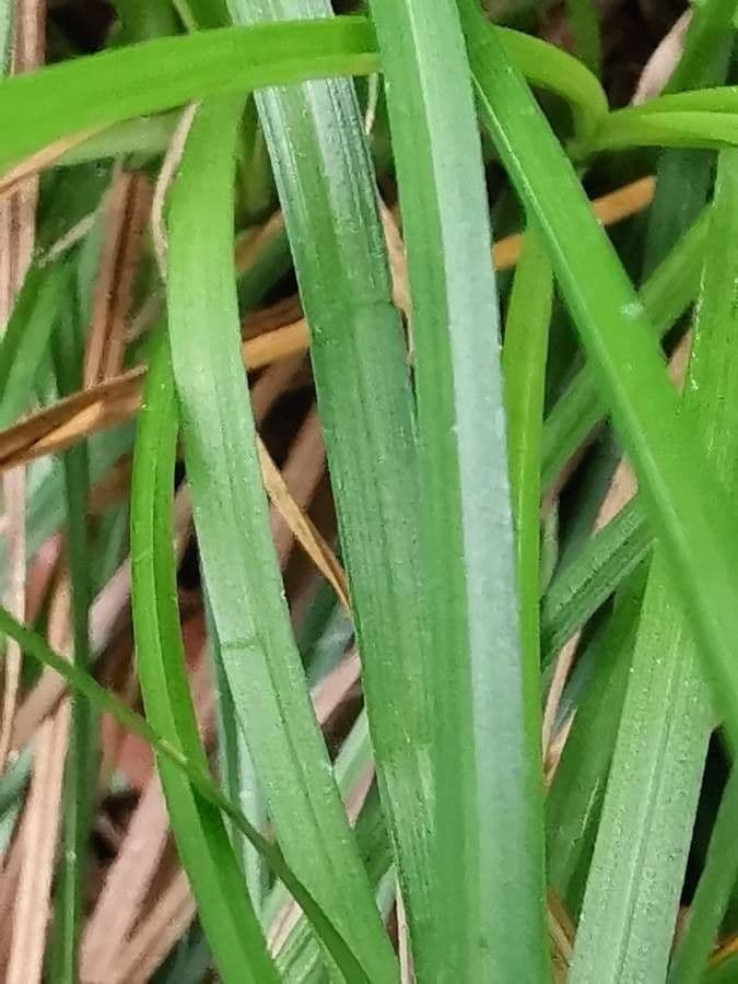 Ostriec 5