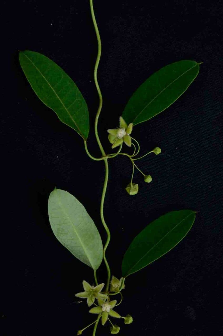 Blepharodon bicuspidatum 7