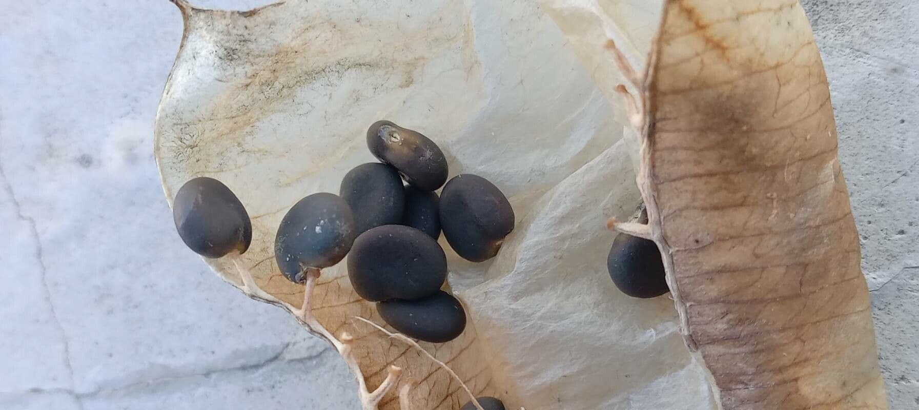Vesicaria 28