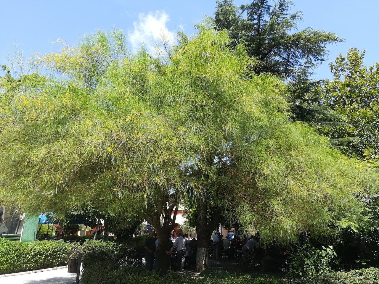 Parkinsonia 14