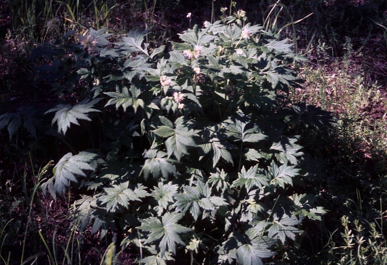 Feuille d'eau de Fendler 6