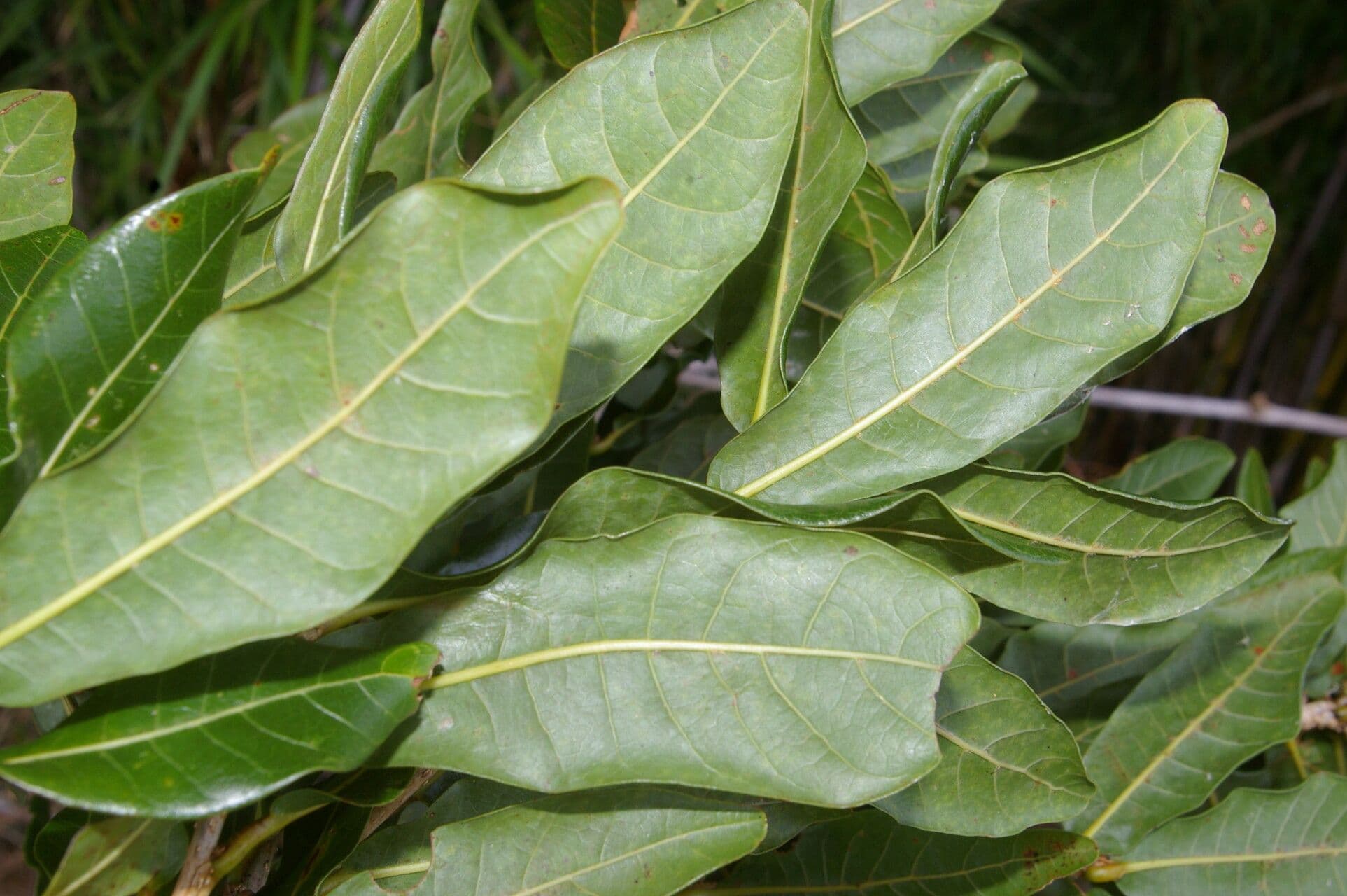 Quercia 2