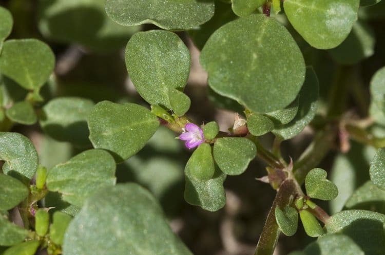 Trianthema portulacastrum 3