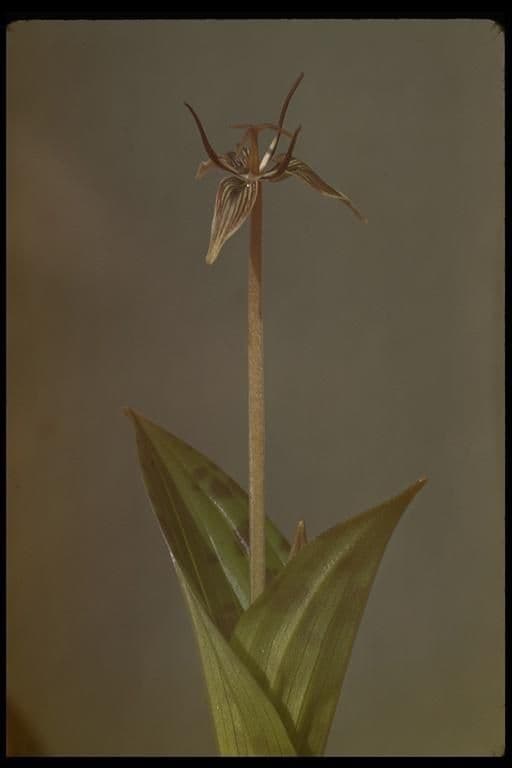 Scoliopus 12