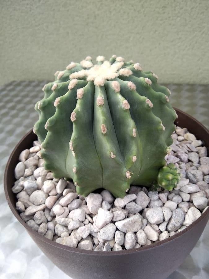 Cactus 3