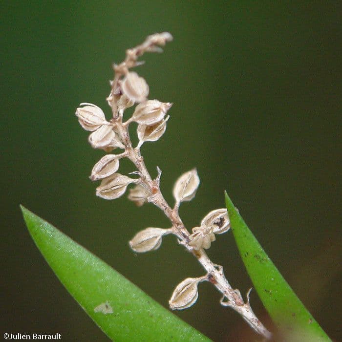 Oberonia titania